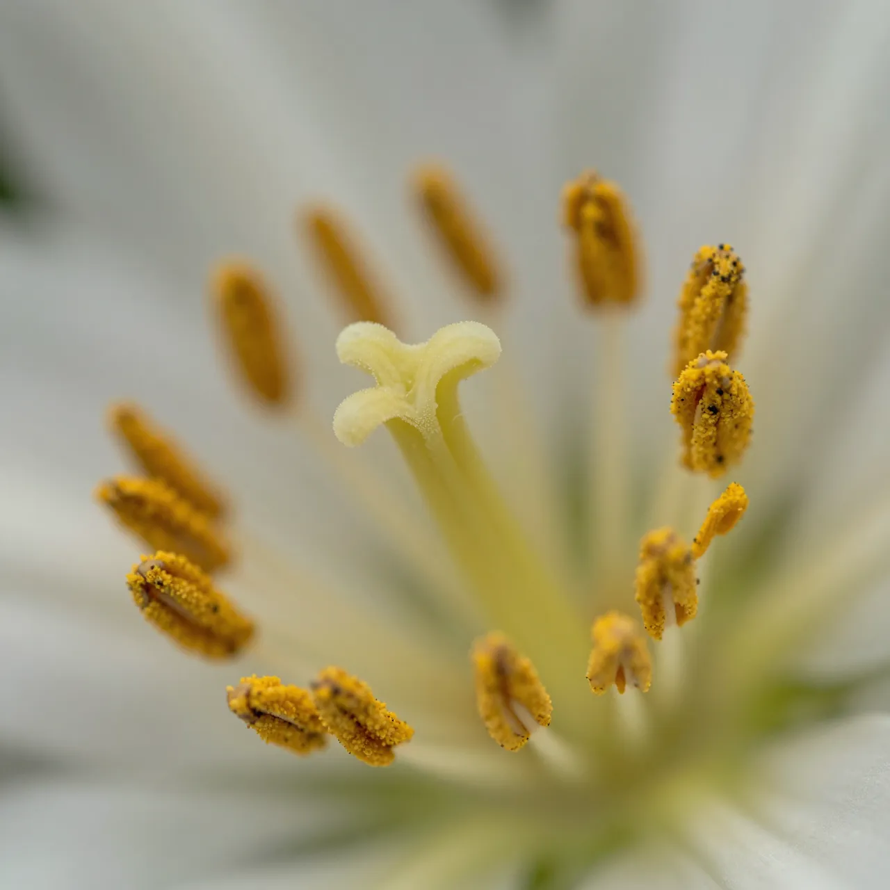 Extreme close-up of a lily flower's stamen covered in yellow pollen against blurred white petals