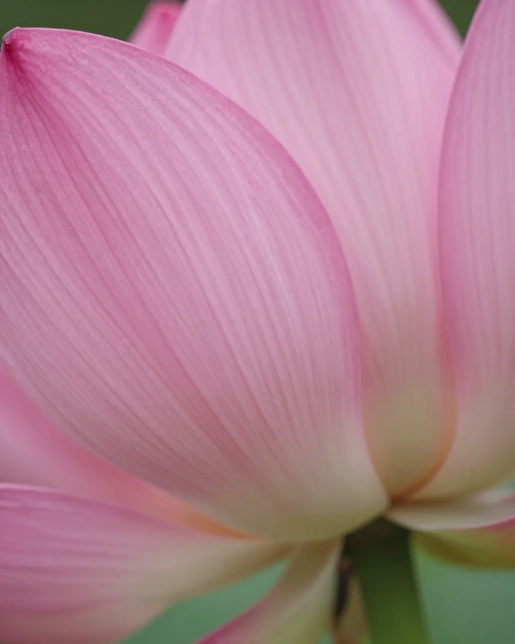 Close up of delicate pink lotus petals showing fine veins and soft pale gradient near the bloom base