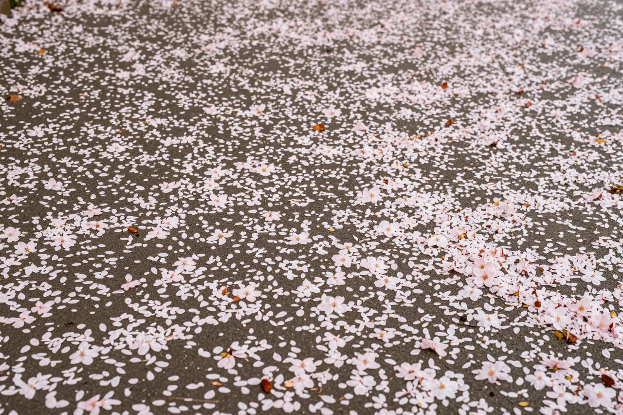 Delicate pale pink cherry blossom petals scattered across dark gray pavement