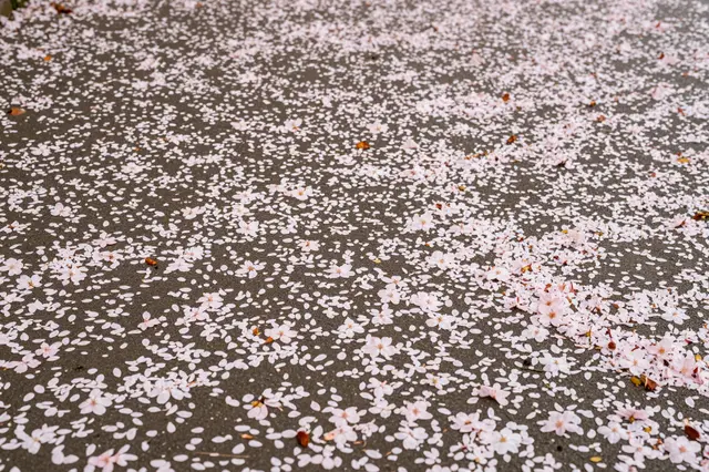 Delicate pale pink cherry blossom petals scattered across dark gray pavement