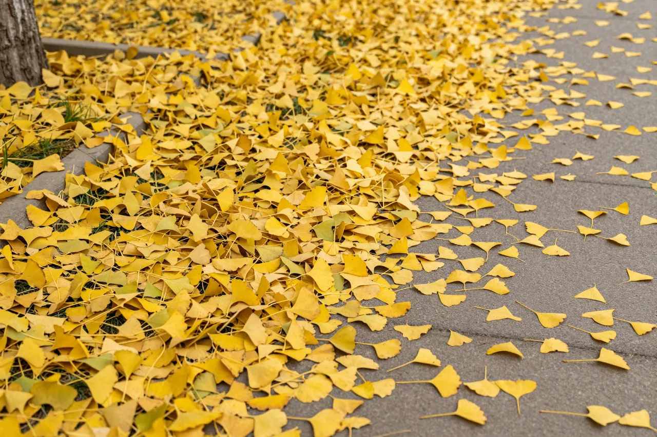 Bright yellow fallen ginkgo leaves carpet the edge of a paved park sidewalk next to a tree trunk