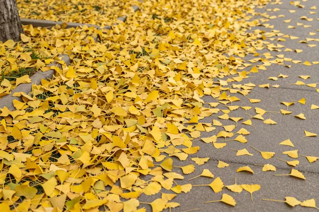 Bright yellow fallen ginkgo leaves carpet the edge of a paved park sidewalk next to a tree trunk