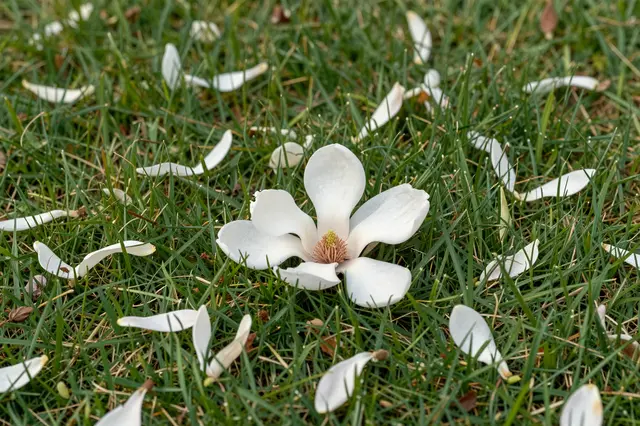 A fallen white magnolia flower and scattered petals rest on lush green grass.