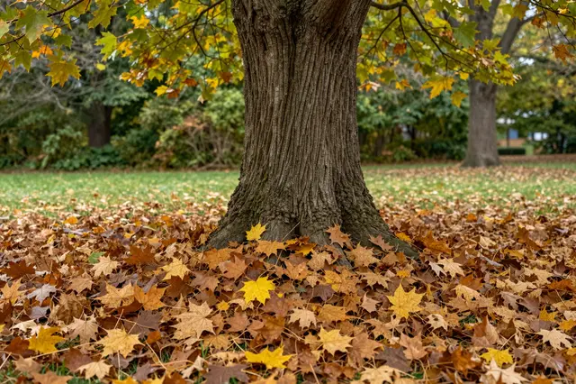 Thick maple tree trunk stands surrounded by a dense pile of autumn fallen leaves in a park