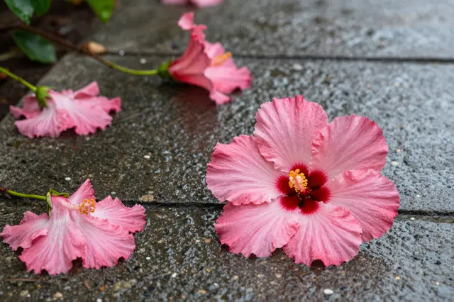 Pink hibiscus flowers scattered across a glistening wet stone path after rain