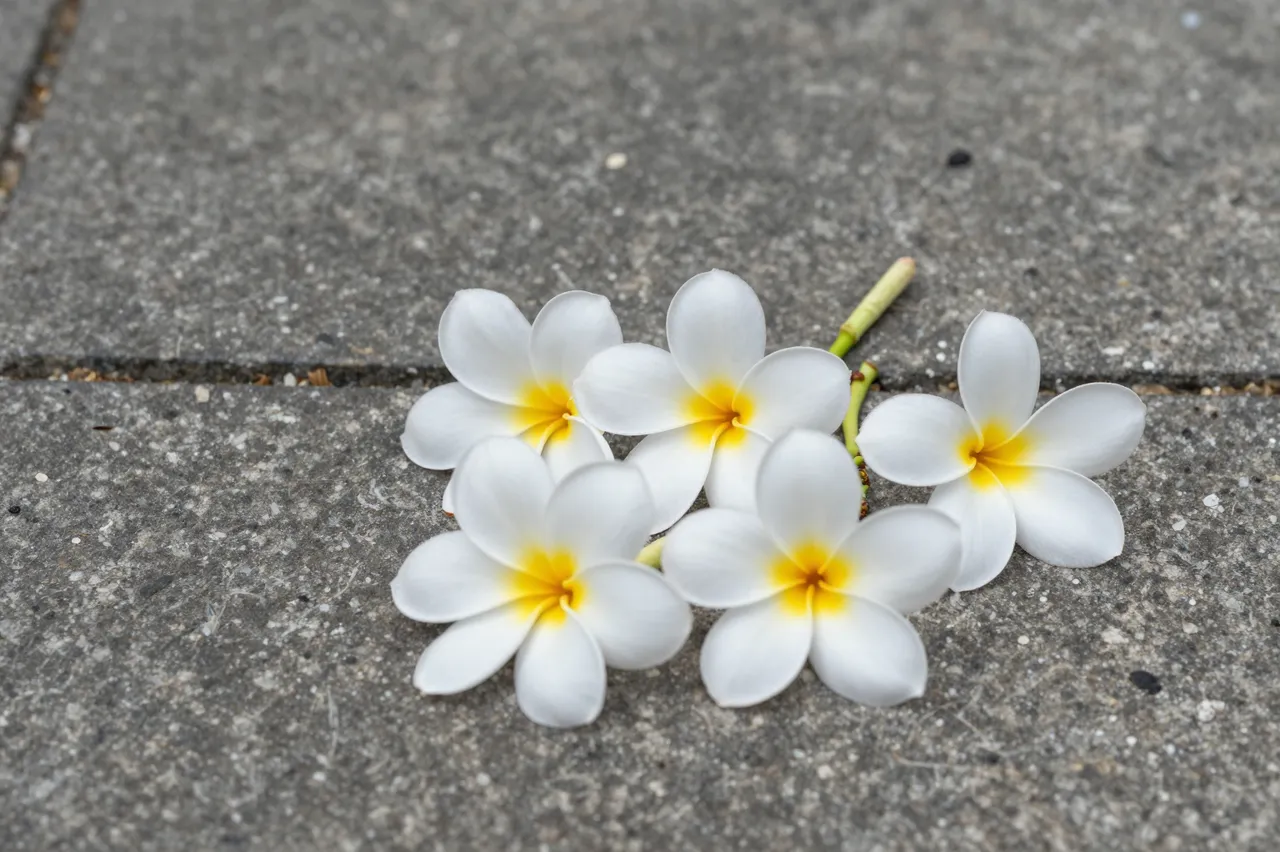White and yellow plumeria blossoms lie scattered across a gray paved stone walkway.