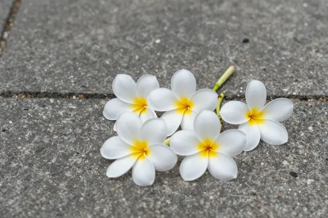 White and yellow plumeria blossoms lie scattered across a gray paved stone walkway.