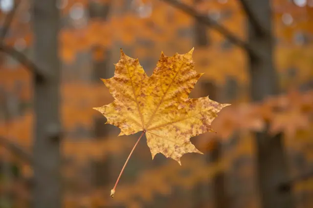 A golden-brown maple leaf suspended mid-fall against a blurred orange autumn forest background