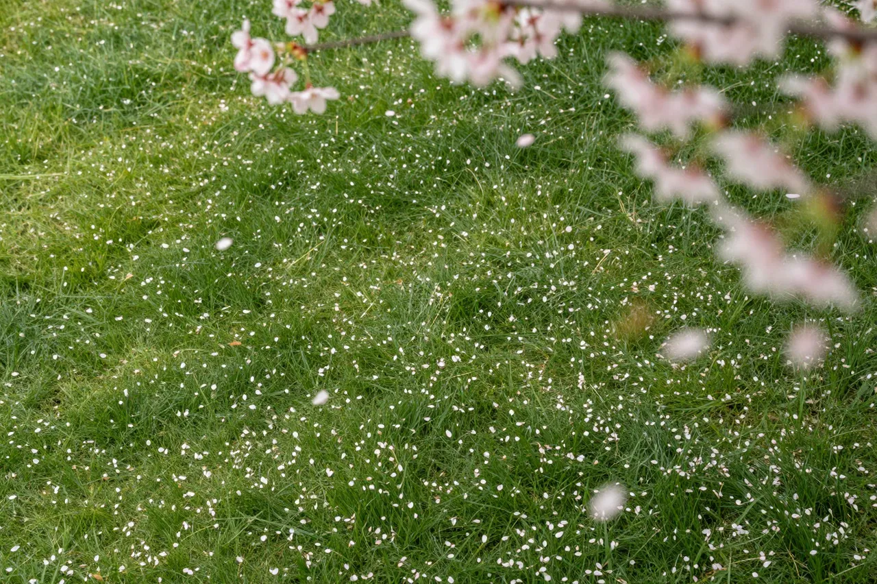 Delicate cherry blossom petals fall and rest on lush green spring grass, with blurred flowering branches overhead