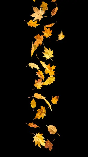 Spinning golden and orange autumn leaves fall vertically against a solid pure black background