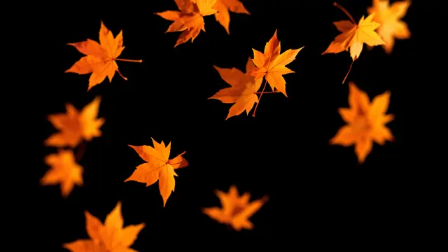 Sharp and blurred orange maple leaves fall at varying depths against a solid pure black background