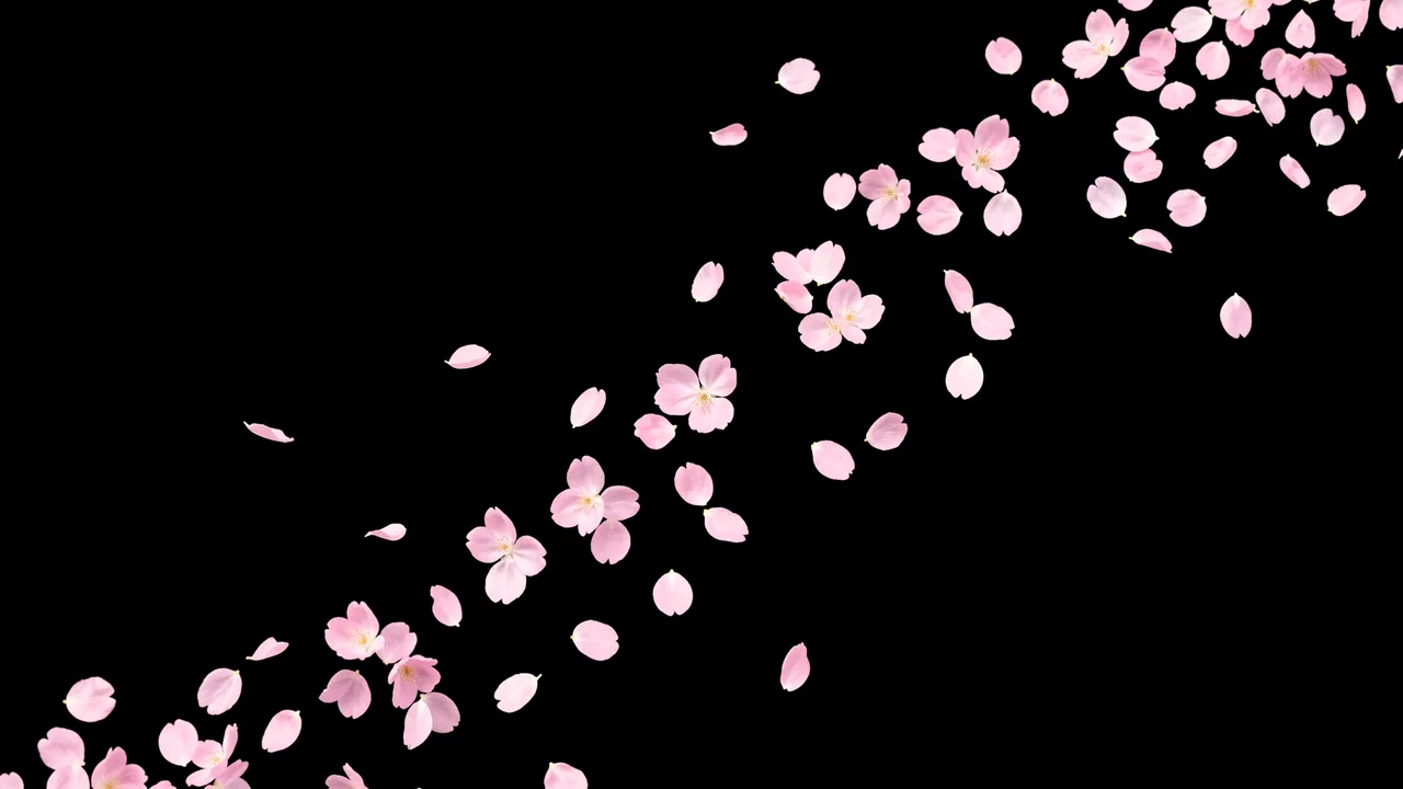Soft pink cherry blossom petals drift diagonally across a solid pure black background