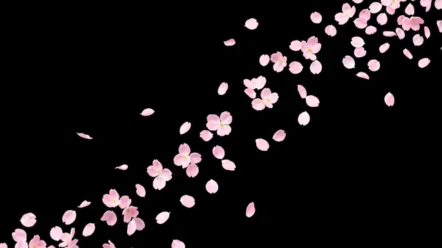 Soft pink cherry blossom petals drift diagonally across a solid pure black background