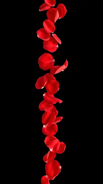 Vibrant red rose petals tumble vertically down against a solid pure black background