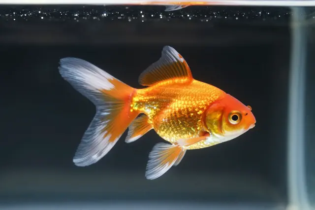 A bright orange fancy goldfish with flowing white-edged fins swims in dark aquarium water.