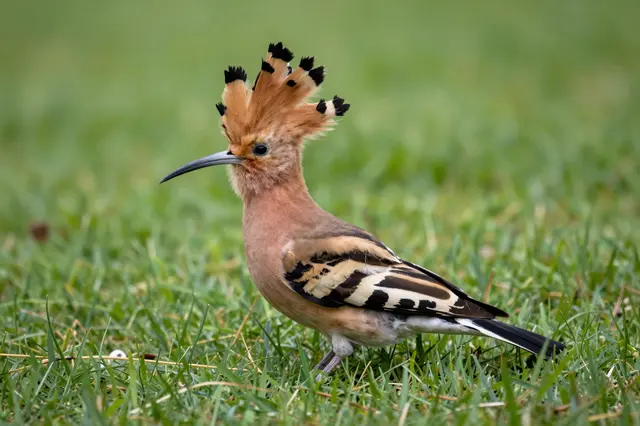 A hoopoe with its crest fully fanned stands upright on a patch of green grass.