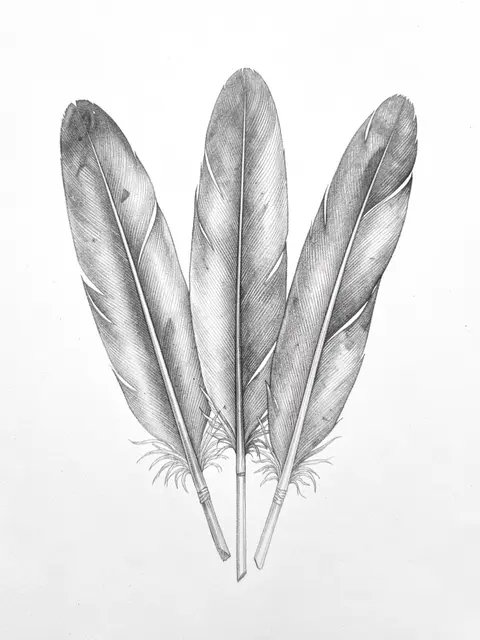 Detailed graphite pencil drawing of three fanned feathers on plain white paper