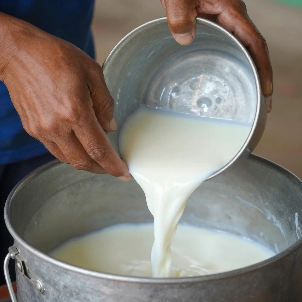 Close-up of farmworker hands pouring raw milk from a small steel pail into a larger metal churn