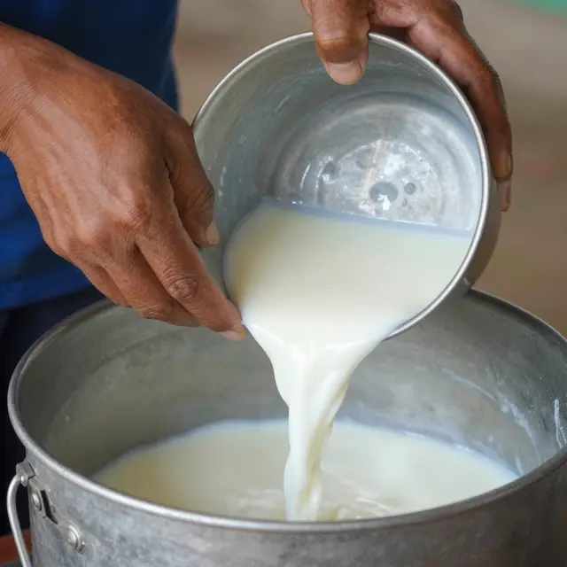 Close-up of farmworker hands pouring raw milk from a small steel pail into a larger metal churn