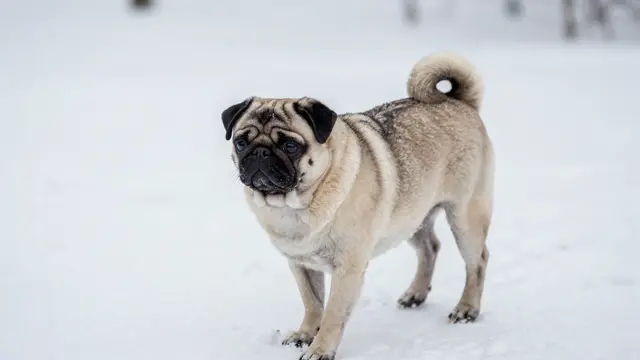 A fawn pug with a curled tail and frosted dark muzzle stands on a snowy winter path