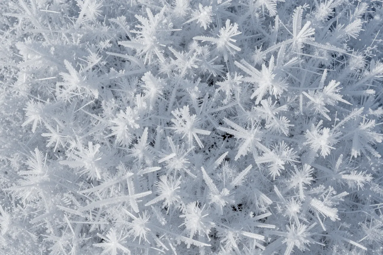 Close-up macro view of delicate, feathery hoarfrost ice crystals clustered densely together
