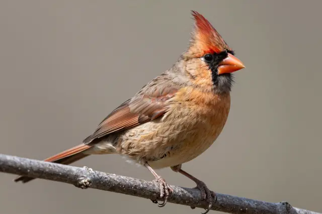 A female northern cardinal with warm brown plumage perches upright on a thin woody branch against a soft blurred background