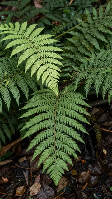 Dense fern fronds grow on a damp forest floor scattered with fallen leaves