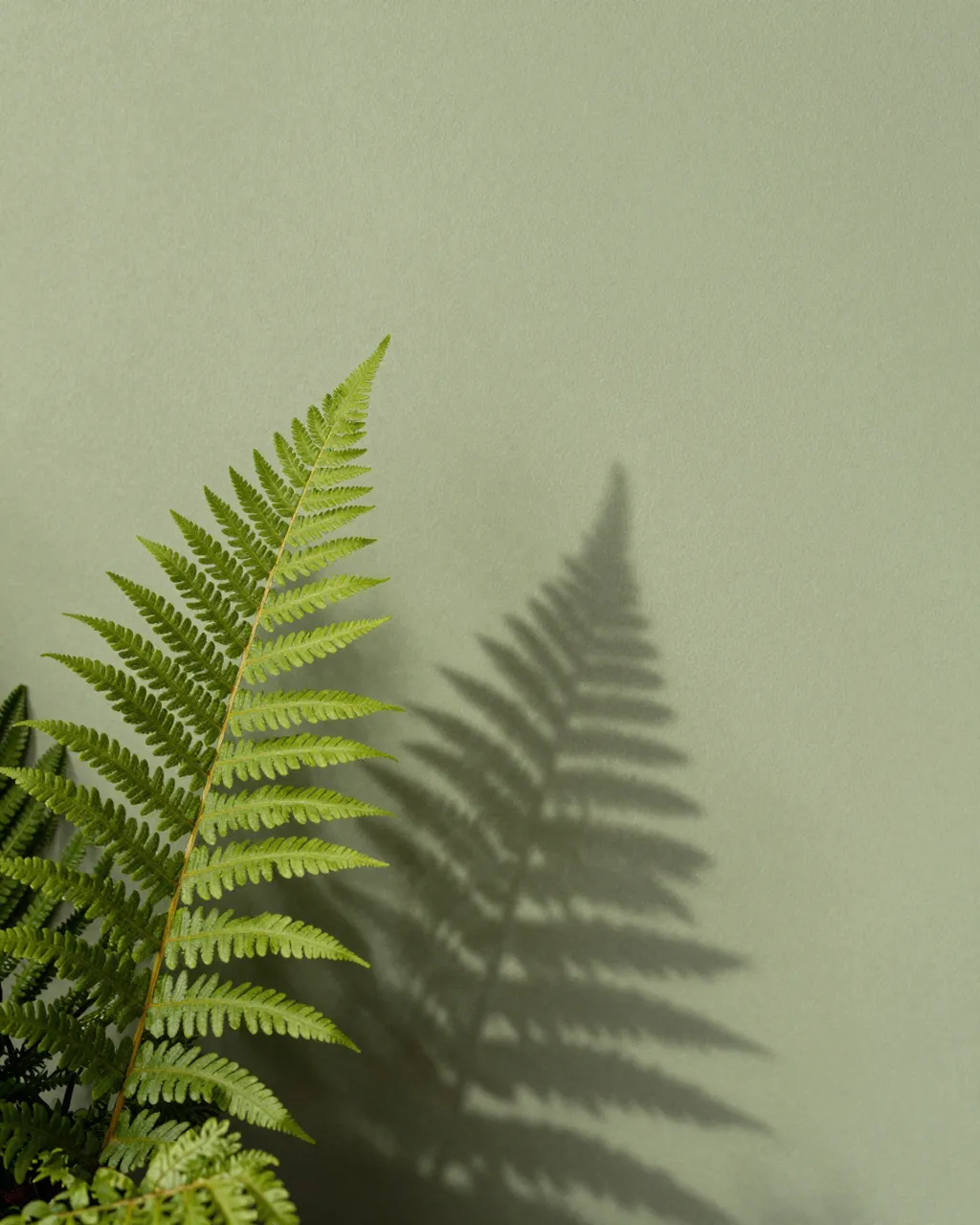 A green fern frond casts a sharp matching shadow onto a soft sage green wall with empty copy space.