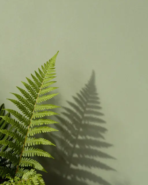 A green fern frond casts a sharp matching shadow onto a soft sage green wall with empty copy space.