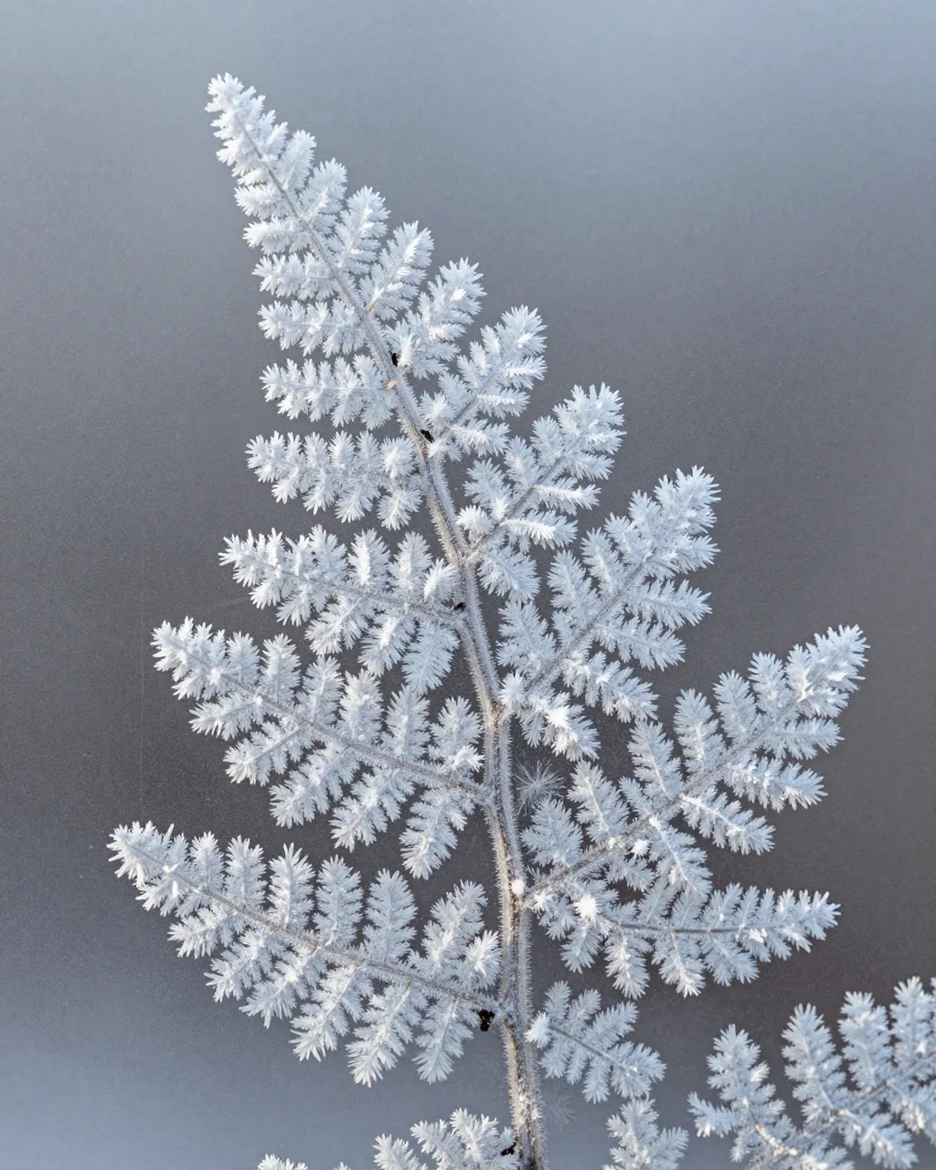 Intricate fern-shaped frost crystals spread across a muted gray window pane under soft light