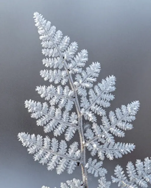 Intricate fern-shaped frost crystals spread across a muted gray window pane under soft light