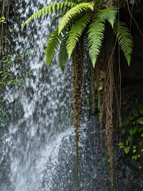 Hanging green ferns and vines frame a flowing waterfall cascading over dark wet rock.