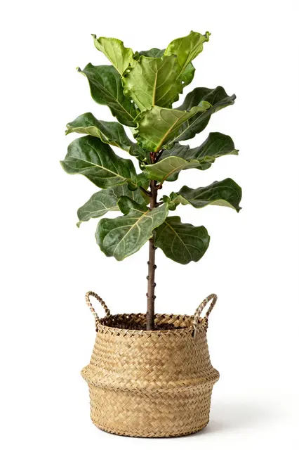 A young fiddle leaf fig houseplant potted in a woven seagrass basket against a plain white studio background