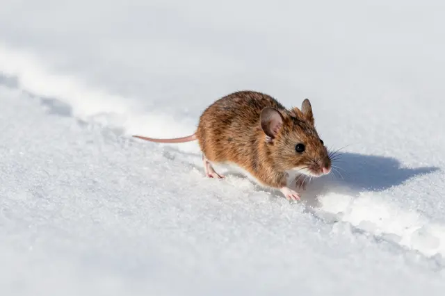 A small brown field mouse stands on bright fresh snow under soft winter sunlight