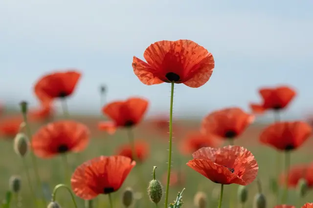 A sharp foreground red poppy stands out against a blurred field of poppies and soft pale blue sky.