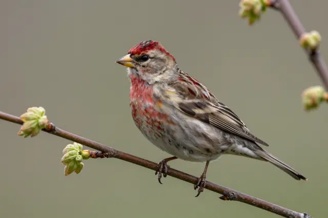 A small red and brown finch perches on a thin maple twig with early spring buds.