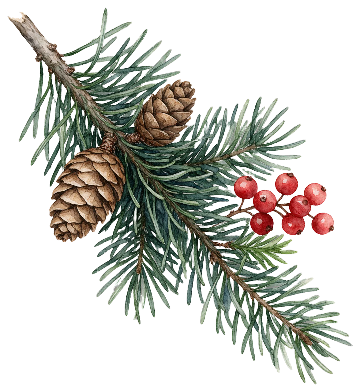 Watercolor illustration of a diagonal fir branch with green needles, brown pinecones, and bright red berries