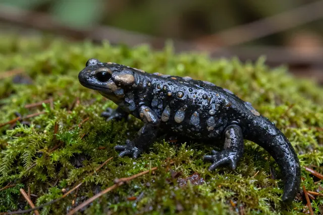 A black and gold marked fire salamander sits on dewy green forest moss