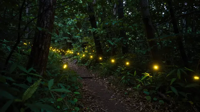 Long exposure view of glowing fireflies lighting a dirt trail through a dark summer forest