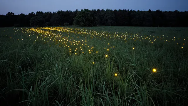 Hundreds of glowing firefly lights drift across a tall grass meadow beside a dark tree line at twilight