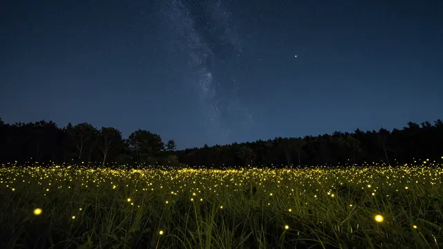 Glowing fireflies fill a grassy meadow under a starry Milky Way sky above a dark treeline horizon