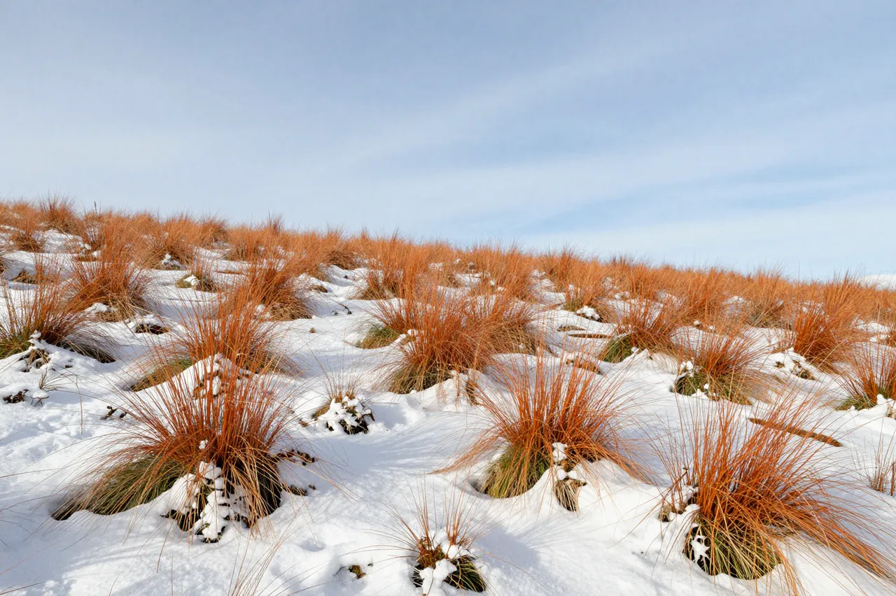 Orange autumn grasses poke through thin snow on a hillside under a pale clear sky