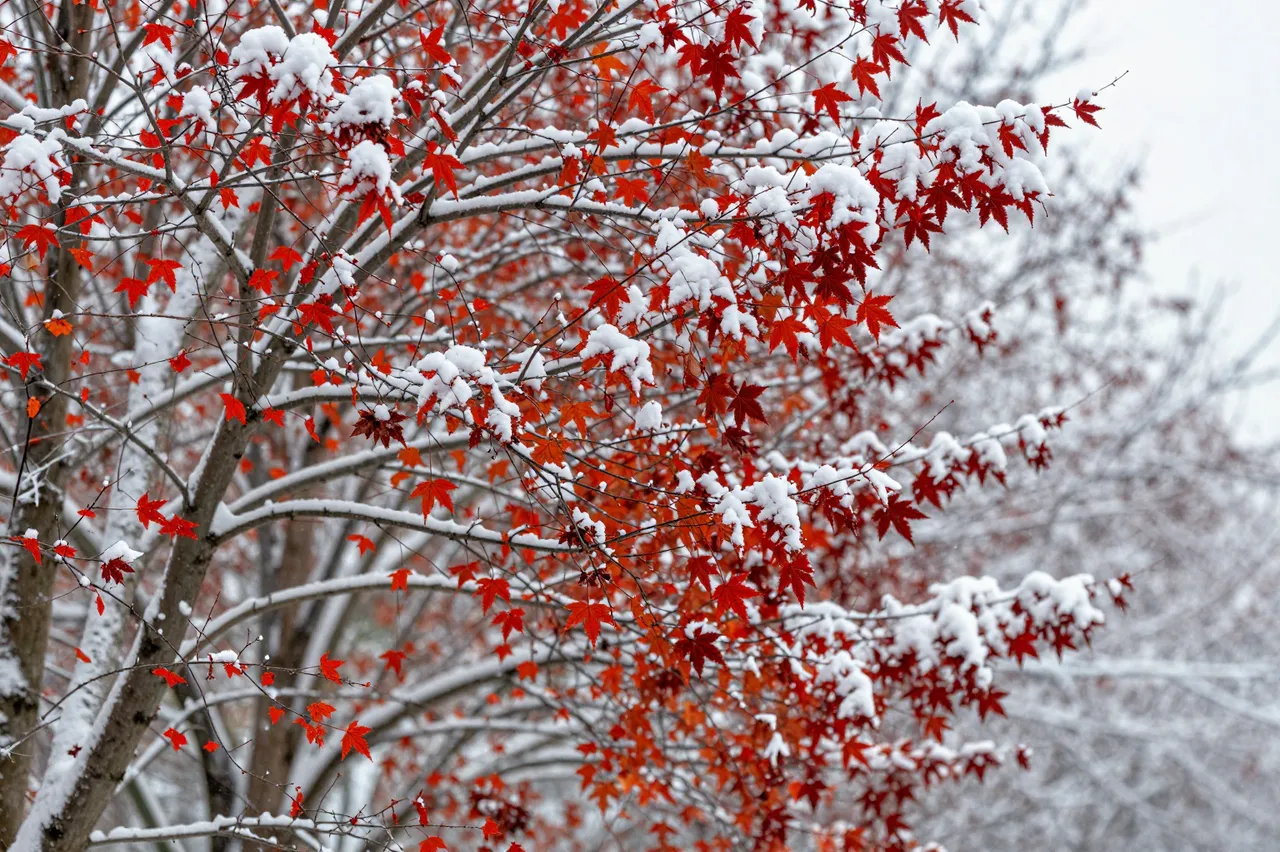 Bright red maple leaves cling to branches dusted with fresh falling snow during seasonal transition