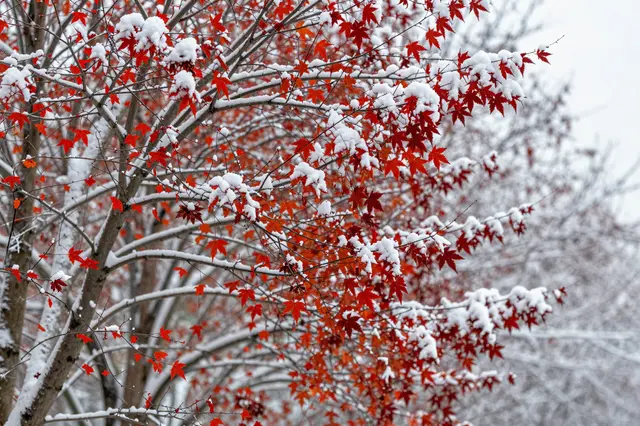 Bright red maple leaves cling to branches dusted with fresh falling snow during seasonal transition