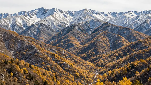 Snow-capped mountain ranges rise above golden autumn forested valleys under a pale sky