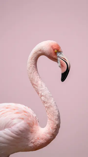 Close-up of a pink flamingo's curved neck against a solid soft pink background