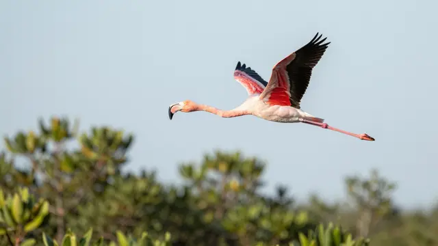 A pink flamingo with black wingtips flies with outstretched neck and legs above green mangroves under a pale morning sky