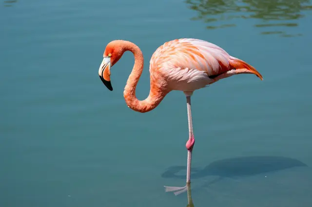 A pink flamingo stands on one leg in calm still turquoise water with a soft partial reflection
