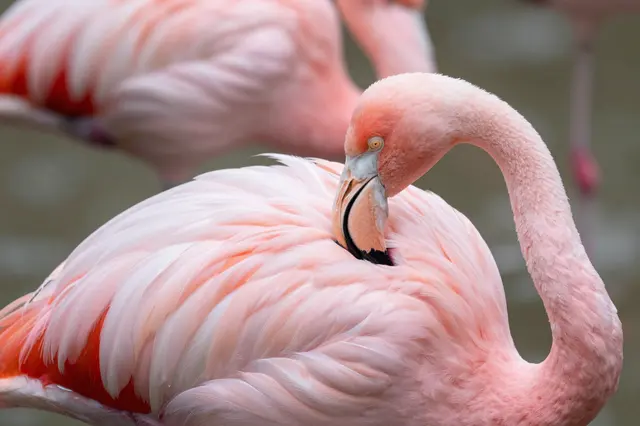 A pink flamingo grooms its feathers, with blurred flamingos in a soft out-of-focus background.