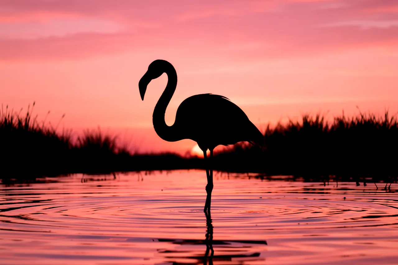 Black silhouette of a flamingo wading in calm lagoon water against a pink coral sunset sky